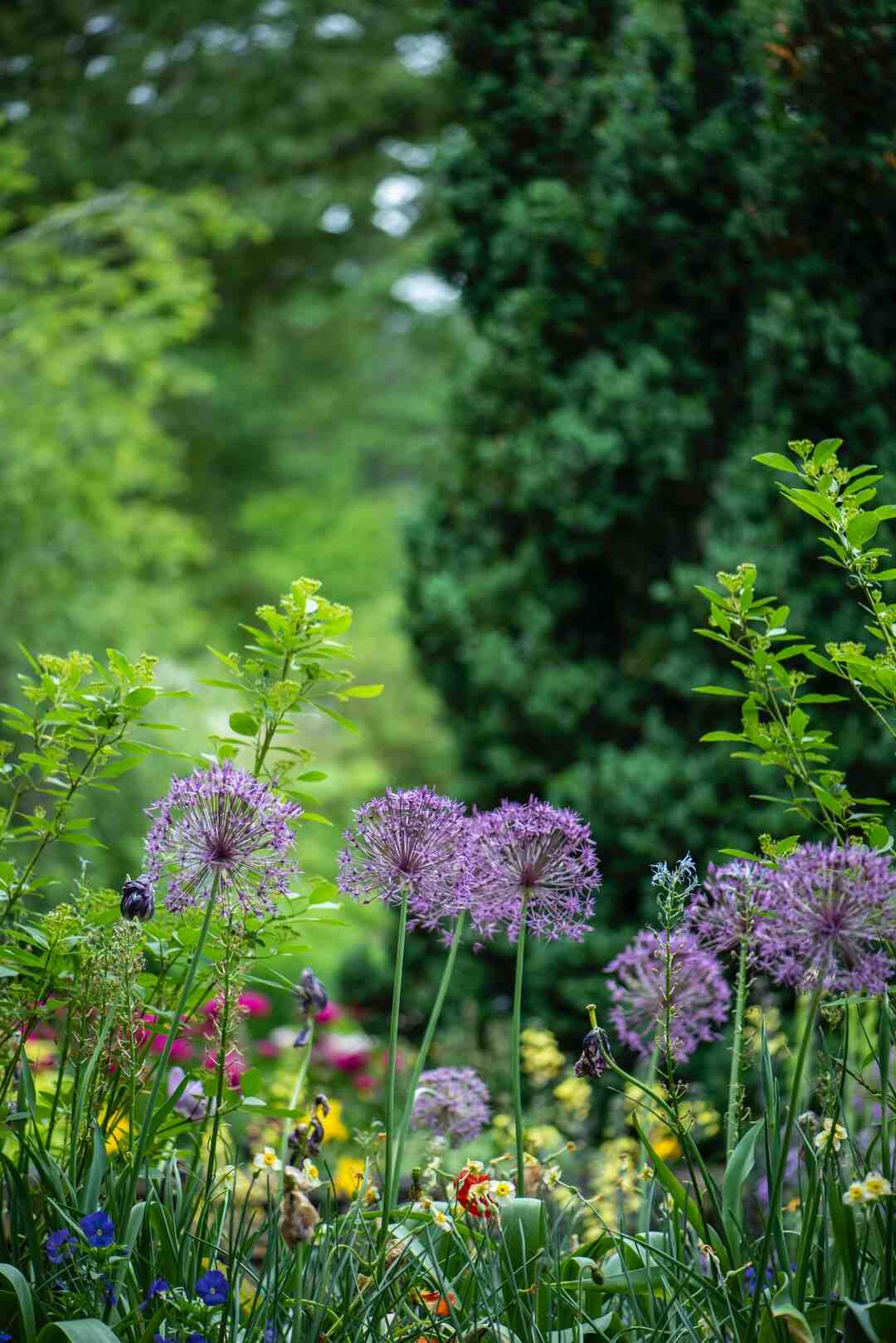 Quelles plantes choisir pour un jardin japonais ?